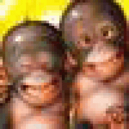 Michaelunoke